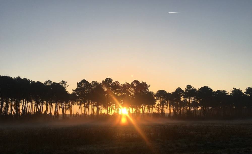 foret-pins-coucher-soleil