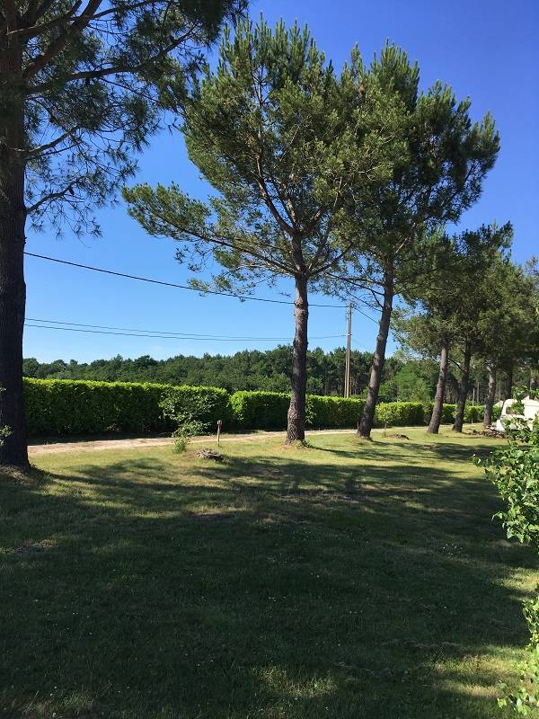 emplacement-camping-arbres-ombres